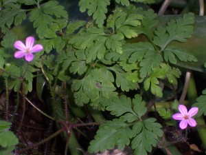 herb Robert