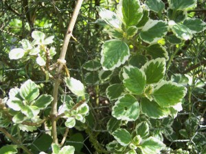 mother of herbs-variegated