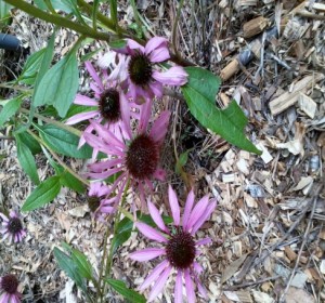 echinacea